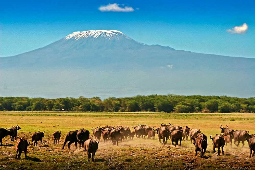Kenya Tsavo Amboseli safari 4 days
