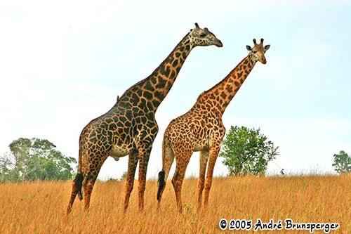 Giraffe - Kenya travel Shimba hills safari one day
