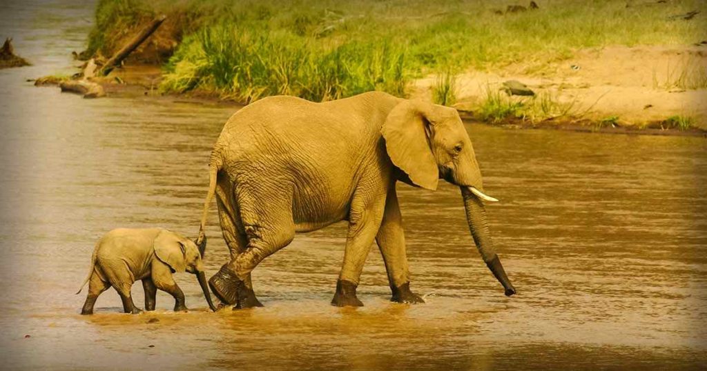 Elephants Samburu - Safari little Kenya 9 days from Nairobi. Little Kenya private safari