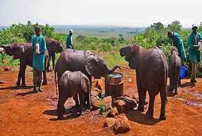 Elephants - Kenya travel Shimba hills safari one day