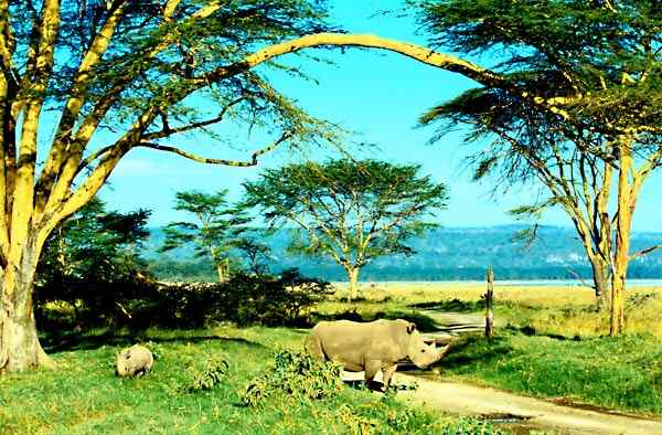 Safari little Kenya 9 days from Nairobi. Little Kenya private safari