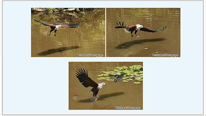 fish eagle - Kenya travel Shimba hills safari one day